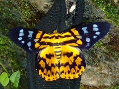 Dysphania subrepleta