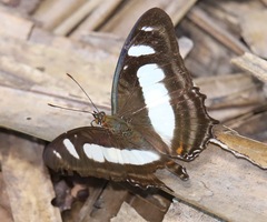 Metamorpha elissa