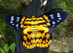 Dysphania subrepleta