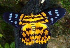 Dysphania subrepleta