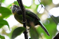 Psilopogon pyrolophus