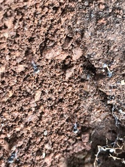 Camponotus rufoglaucus