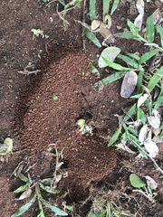 Camponotus rufoglaucus