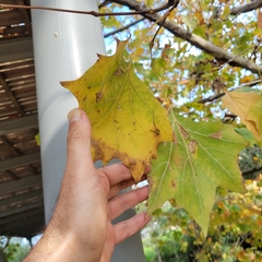 Platanus orientalis