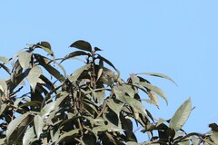 Phylloscopus trochiloides