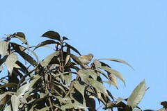 Phylloscopus trochiloides
