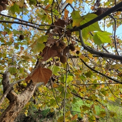 Platanus orientalis