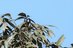 Phylloscopus trochiloides