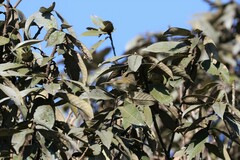 Phylloscopus trochiloides