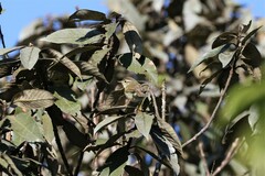 Phylloscopus trochiloides