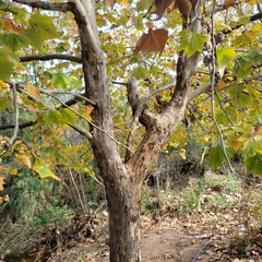 Platanus orientalis