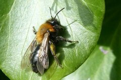Andrena thoracica