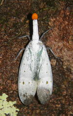 Pyrops ruehli
