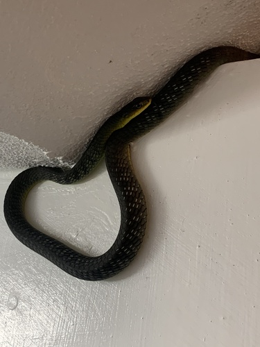 Common Tree Snake sighting