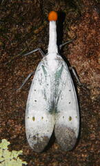 Pyrops ruehli
