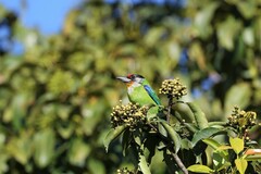 Psilopogon franklinii