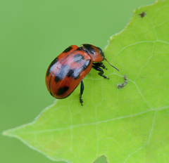 Gonioctena viminalis