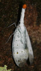 Pyrops ruehli