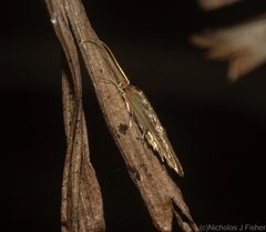 Stathmopoda rubripicta