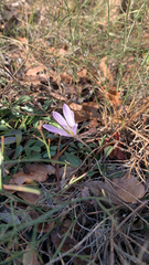 Colchicum hungaricum