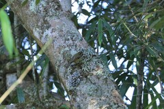 Schoeniparus castaneceps