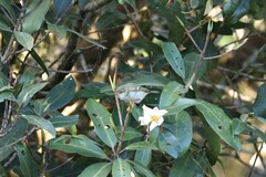 Phylloscopus inornatus