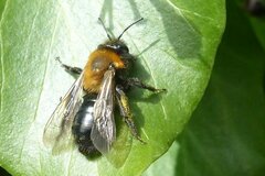 Andrena thoracica