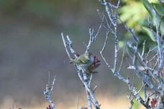 Phylloscopus inornatus