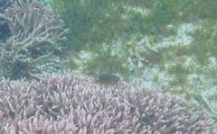 Plectroglyphidodon gascoynei