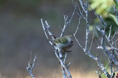 Phylloscopus inornatus