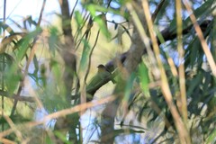 Cyornis whitei