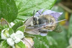 Anthophora plumipes