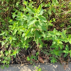 Mentha longifolia