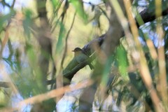 Cyornis whitei