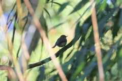 Cyornis whitei