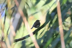 Cyornis whitei