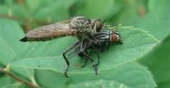 Eutolmus rufibarbis