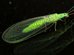 Mallada tripunctatus