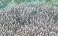 Plectroglyphidodon gascoynei