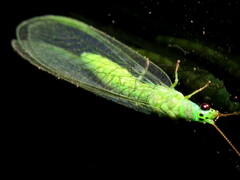 Mallada tripunctatus