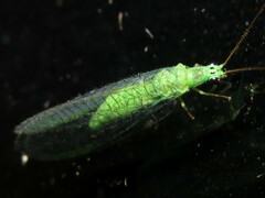 Mallada tripunctatus