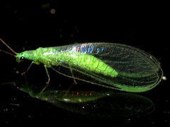 Mallada tripunctatus