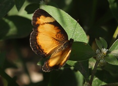 Tegosa