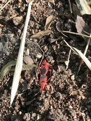 Probergrothius sanguinolens