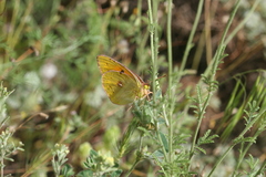 Colias aurorina
