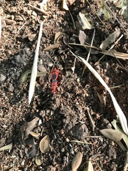 Probergrothius sanguinolens