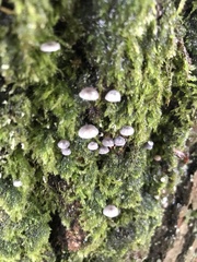Mycena pseudocorticola