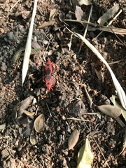 Probergrothius sanguinolens