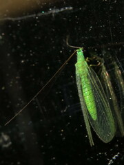 Mallada tripunctatus