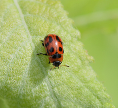 Gonioctena viminalis